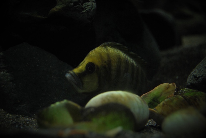 Altolamprologus compressiceps 'Cape Chaitika'